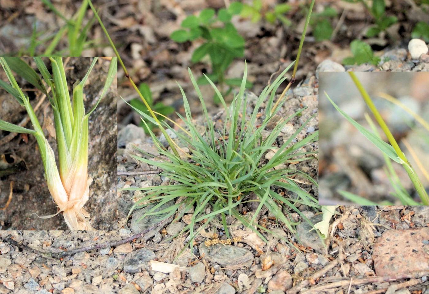 Meadow-grass, Bulbous leaf